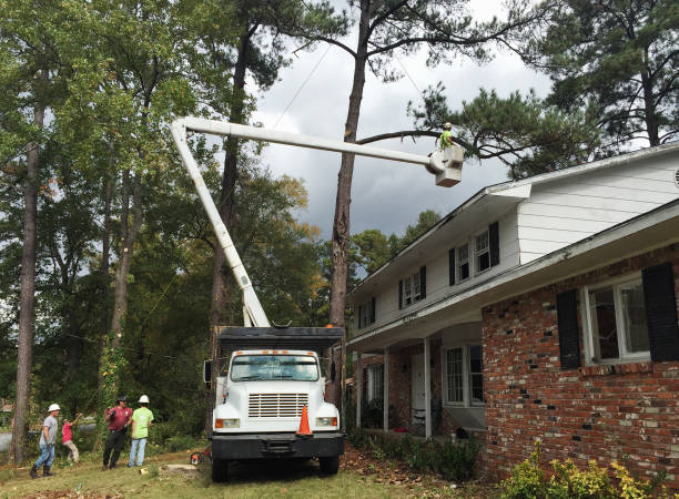  Brady, TX Tree Services Pros