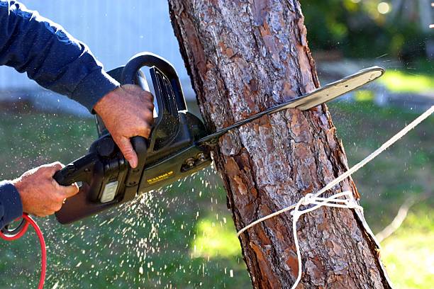 How Our Tree Care Process Works  in  Brady, TX